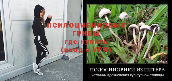 стаф Алзамай